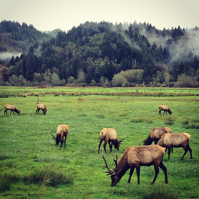 The #elk were a lot closer today. #oregonvibes #traveloregon