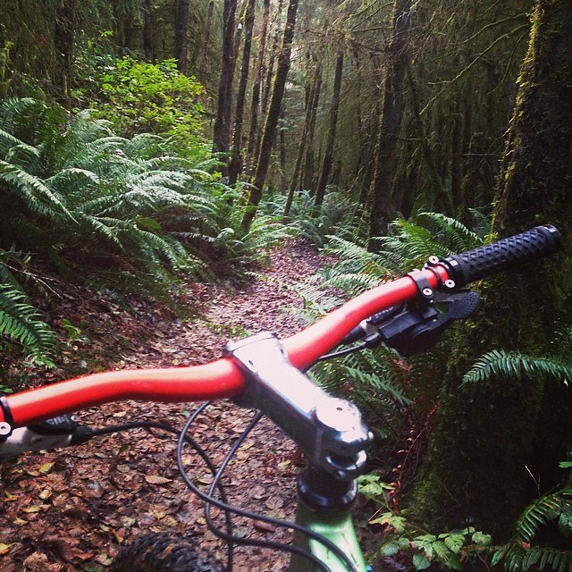 This photo of fern gully is nice but total bullshit. The route was on dirt bike trails that was all exposed roots, hills and puddles. But I only stopped here for a photo. #winchestertrails #coosbay #trustyswitchblade