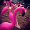 Flamingos of Portland.
