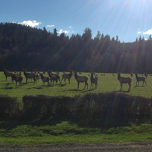 Closest I've ever been to an #elk today. Didn't think that hedge would slow them much so I kept on riding.
