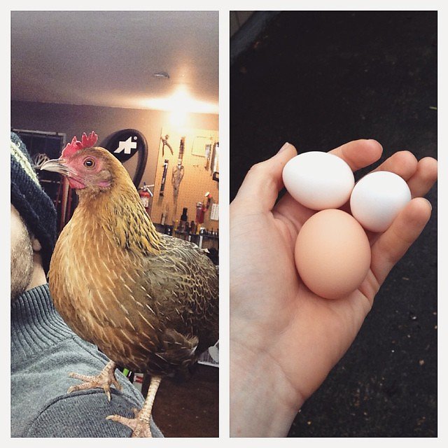 Early this winter we got this little bantam chicken, she is about 1/4 the size of a standard hen. We figured she'd never make eggs worth eating. But lately this little girl has been producing a lot of very cute little white eggs.