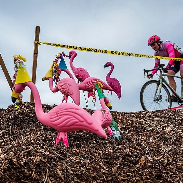One of these is not like the other. #cyclocross #flamingo #party